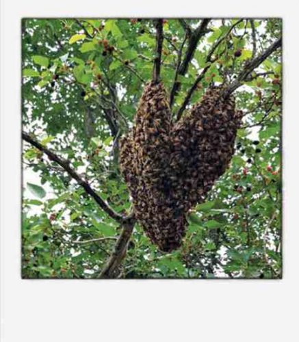In Awe of a Honeybee Swarm
